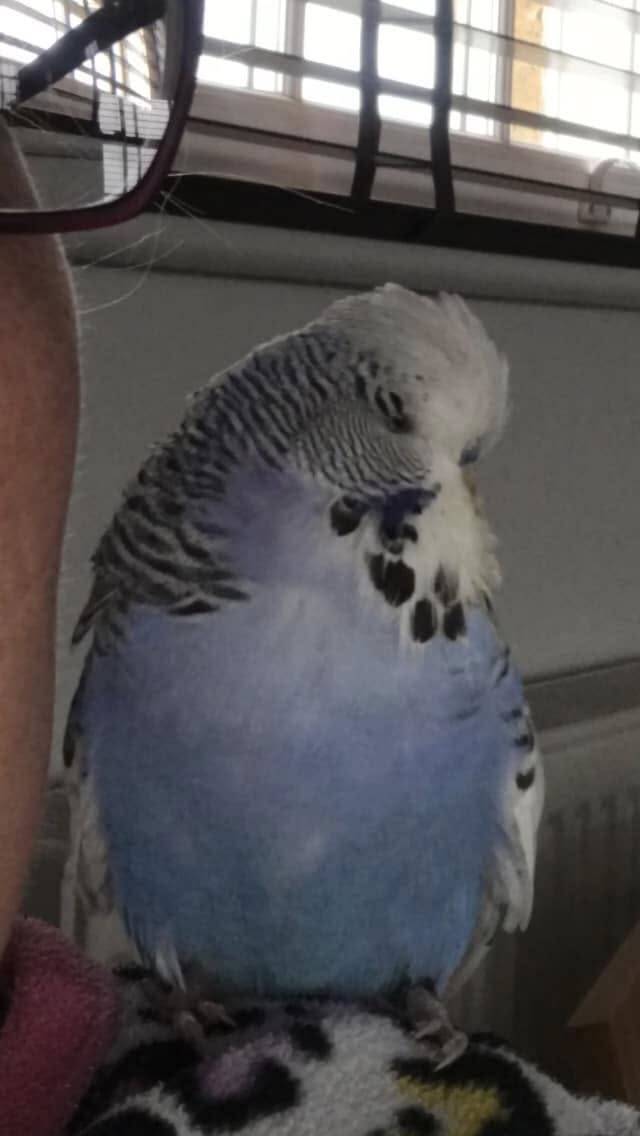 small animal alternative to pet bird UK 