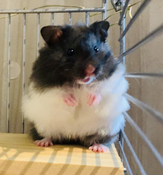 small animal vet check hamster health examination UK