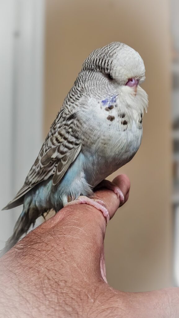 small budgie size toxic food vulnerable uk 