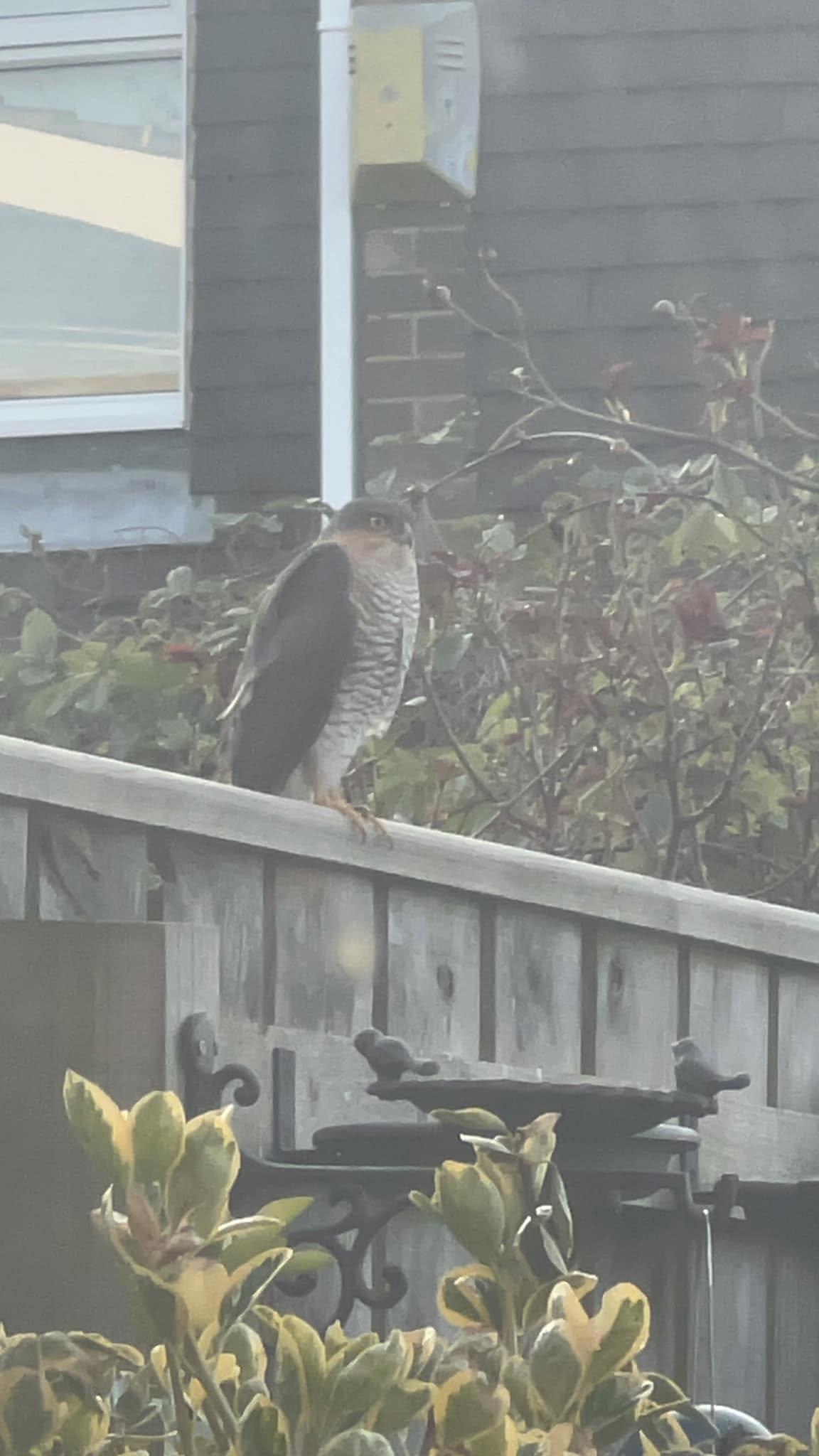 sparrowhawk garden UK bird threat