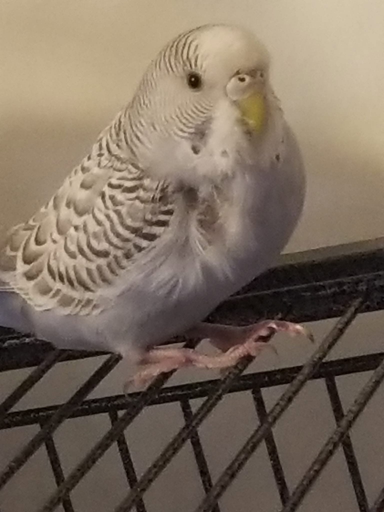 stressed lonely budgie cage feather plucking cause