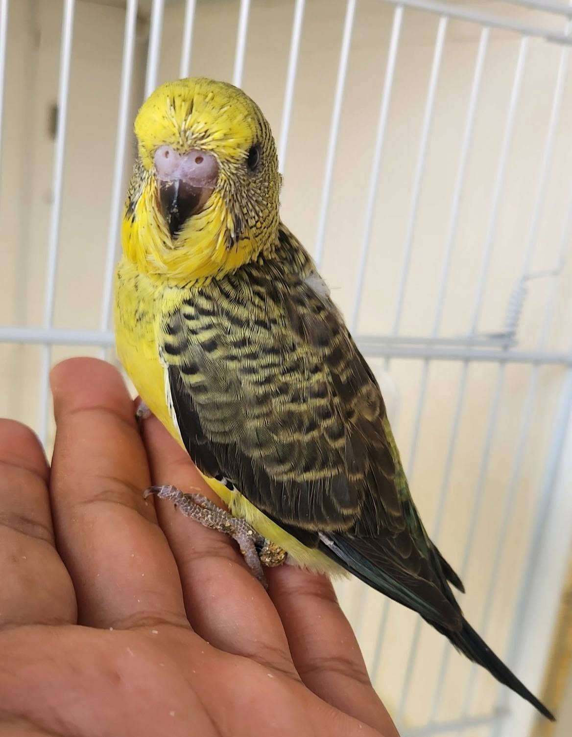 summer pet bird action plan UK 2026