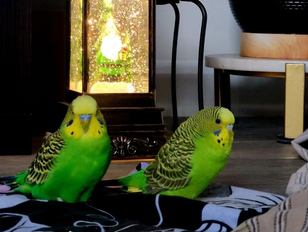 sun movement cage position UK summer room 