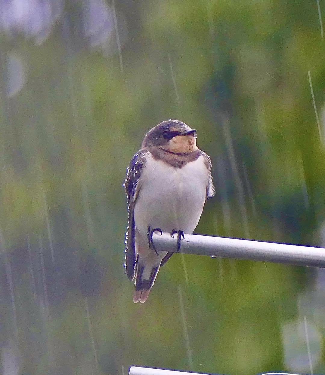 swallows flying low UK rain coming weather sign 