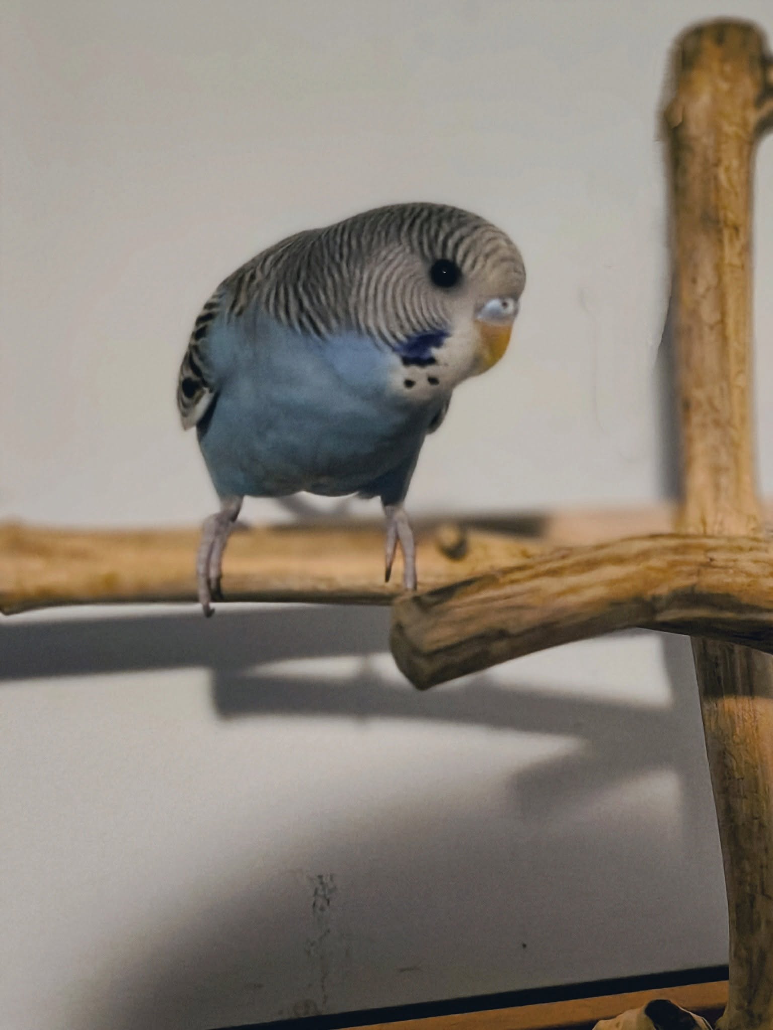 tame bird approaching owner hand voluntarily paradise pets