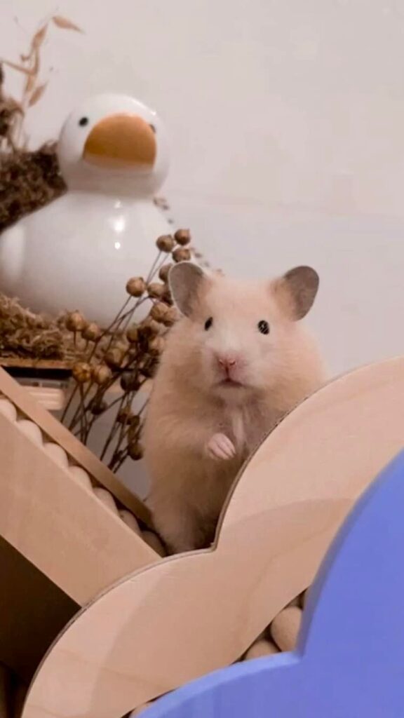 tame hamster sitting calmly in owner's palm