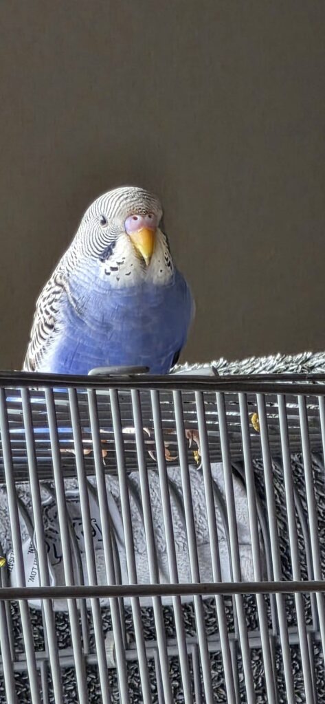 tea coffee toxic budgies uk home
