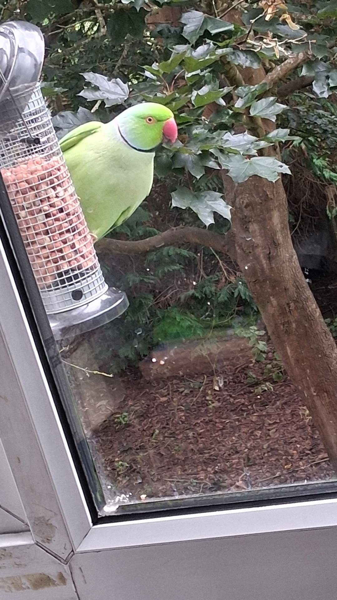 traditional flat bird table disease risk design 