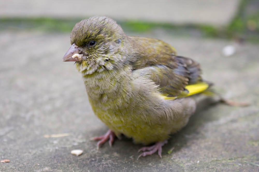 trichomonosis symptoms bird beak signs UK