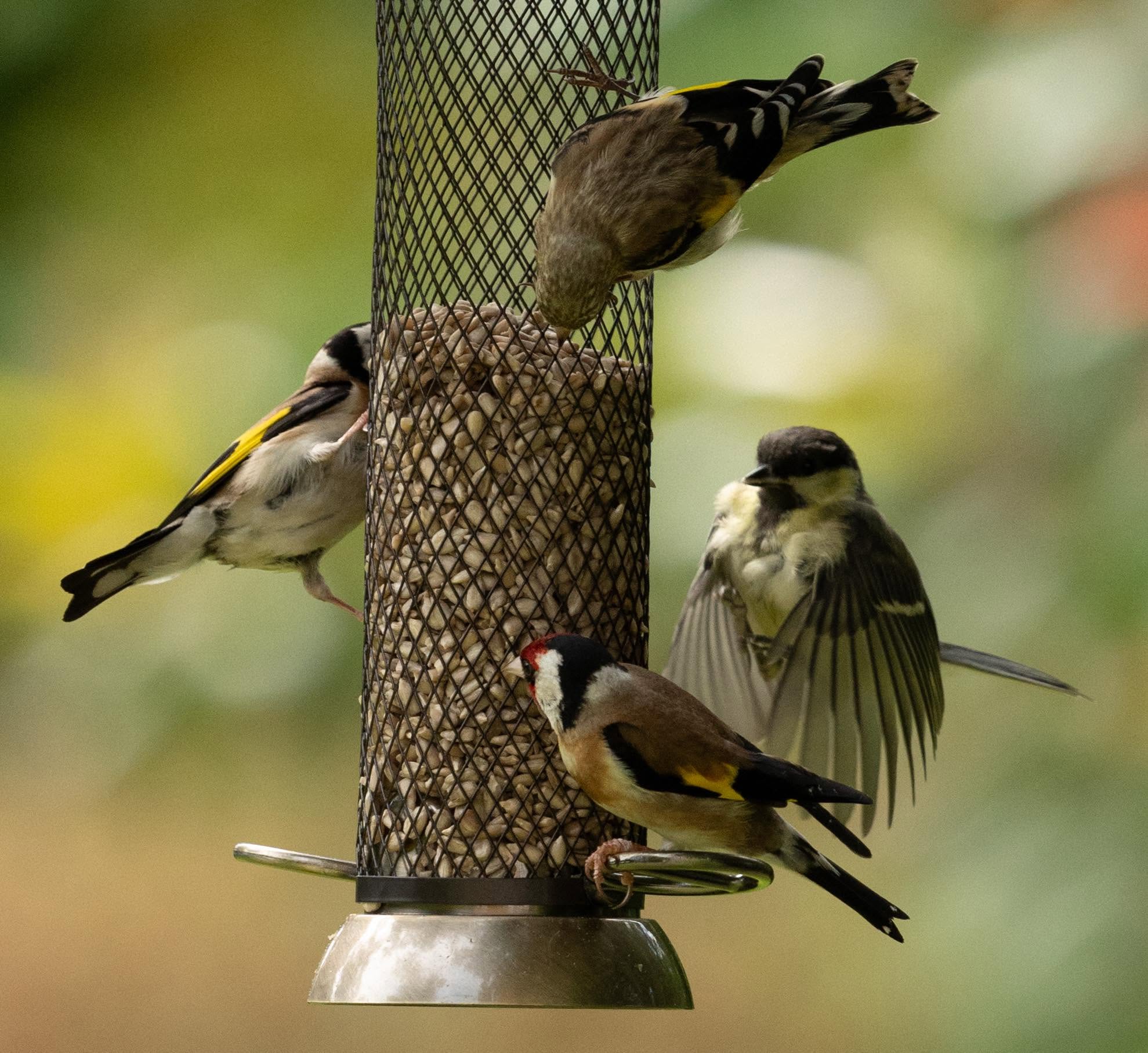 tube hopper bird feeder safe alternative UK