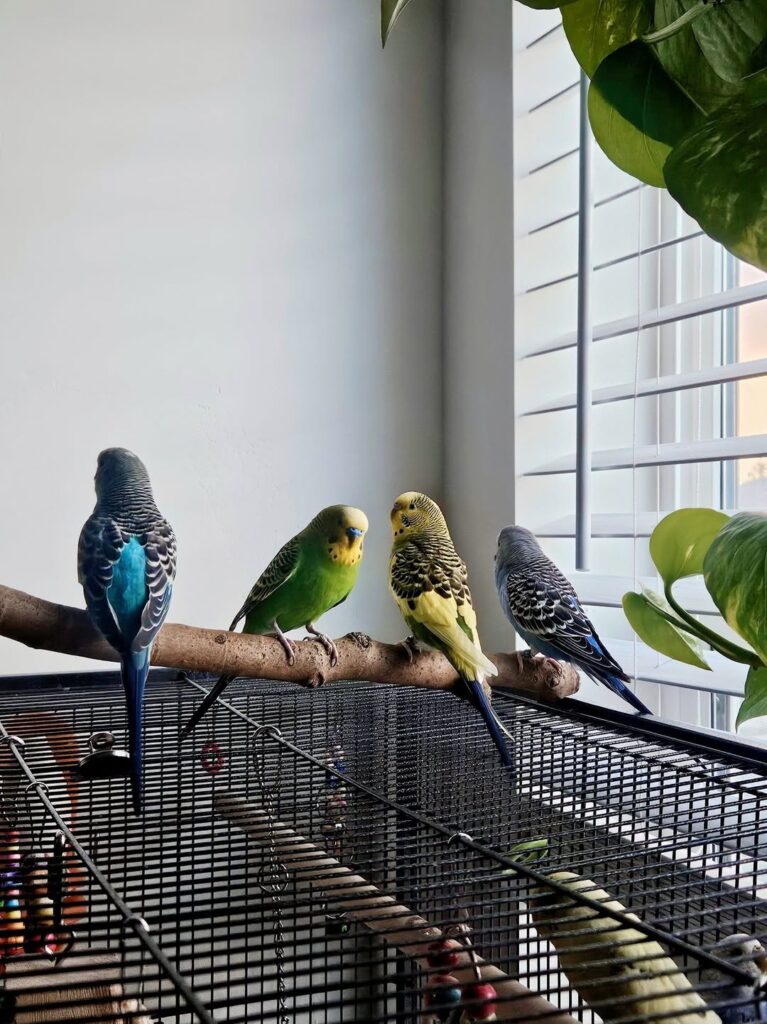 two budgies in separate cages next to each other