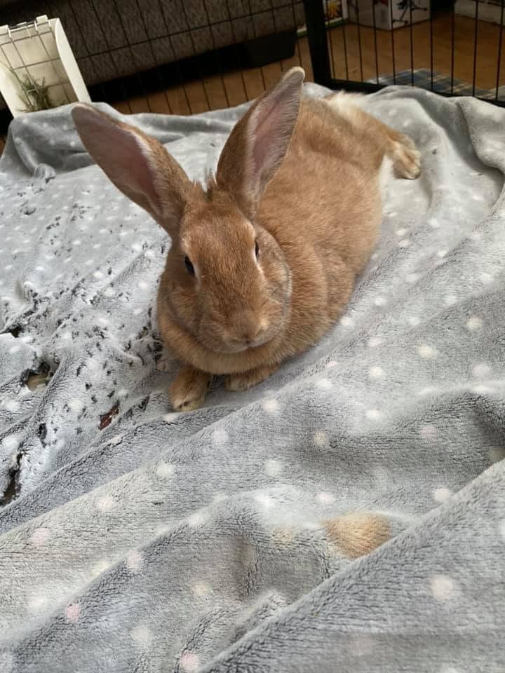 two female rabbits territorial tension chasing behaviour