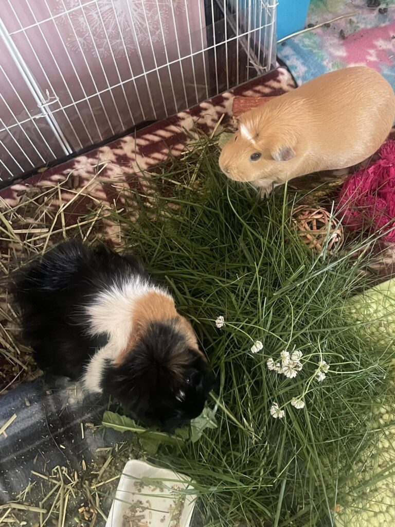 two guinea pigs companions interacting happy UK