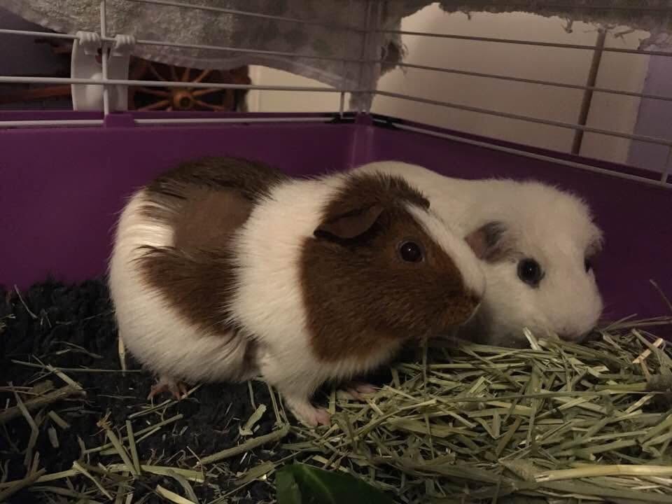 two guinea pigs in close companionship grooming