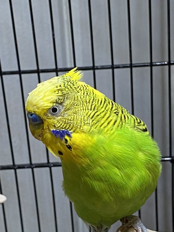 unwell budgie with seed on head feathers