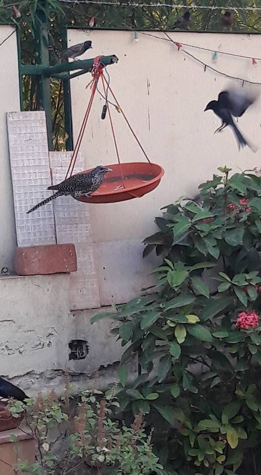 urban balcony bird feeder apartment birding UK 