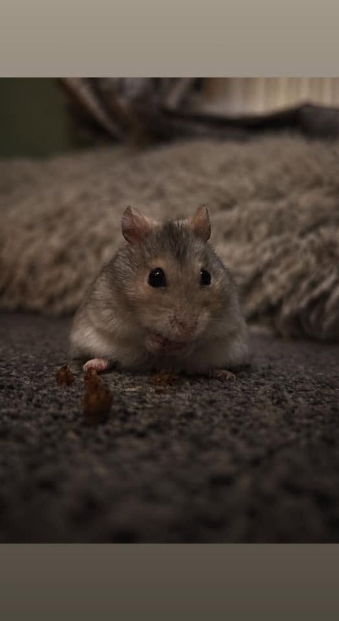 vet examining hamster respiratory infection UK