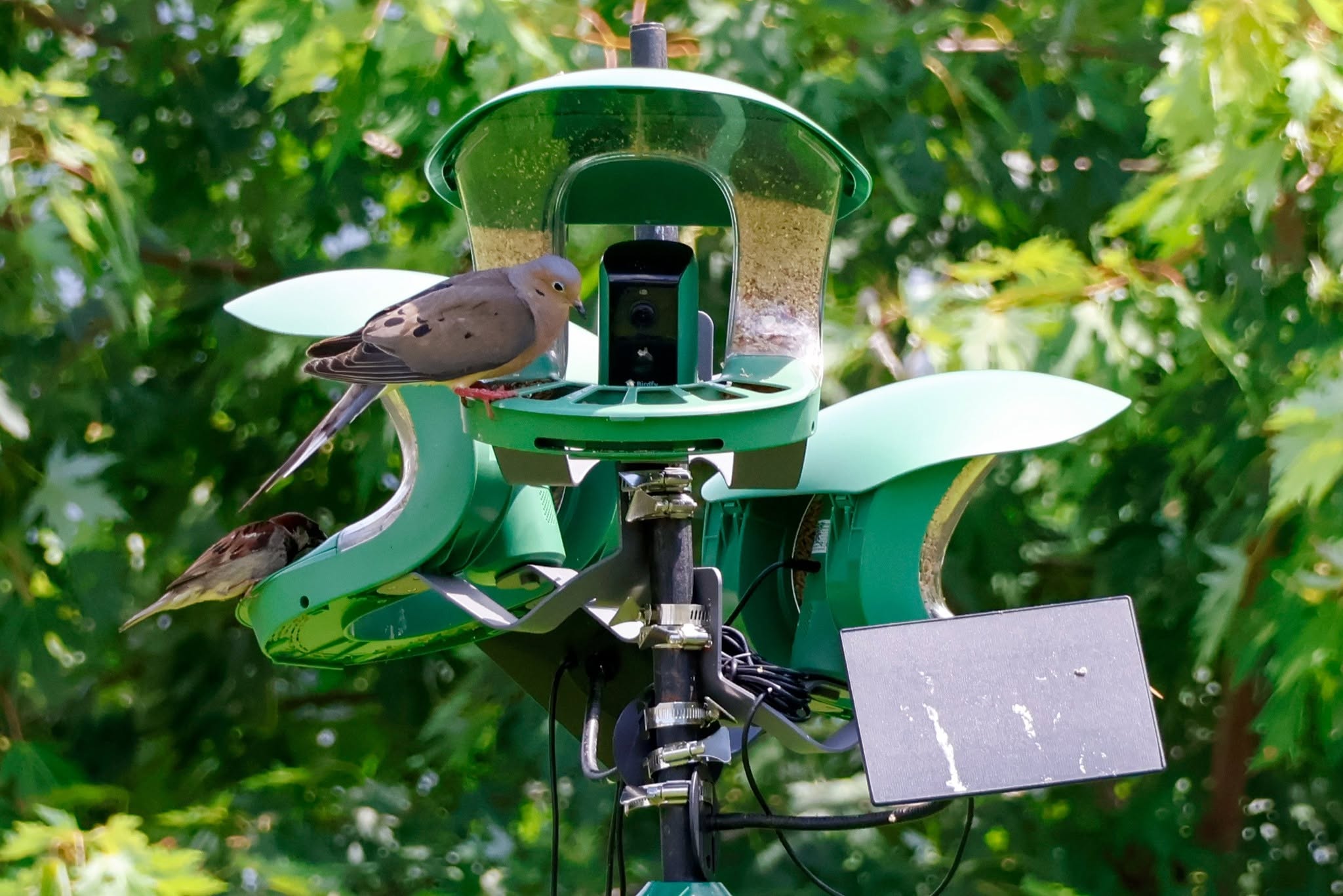 washing hands after garden feeder before pet bird UK 