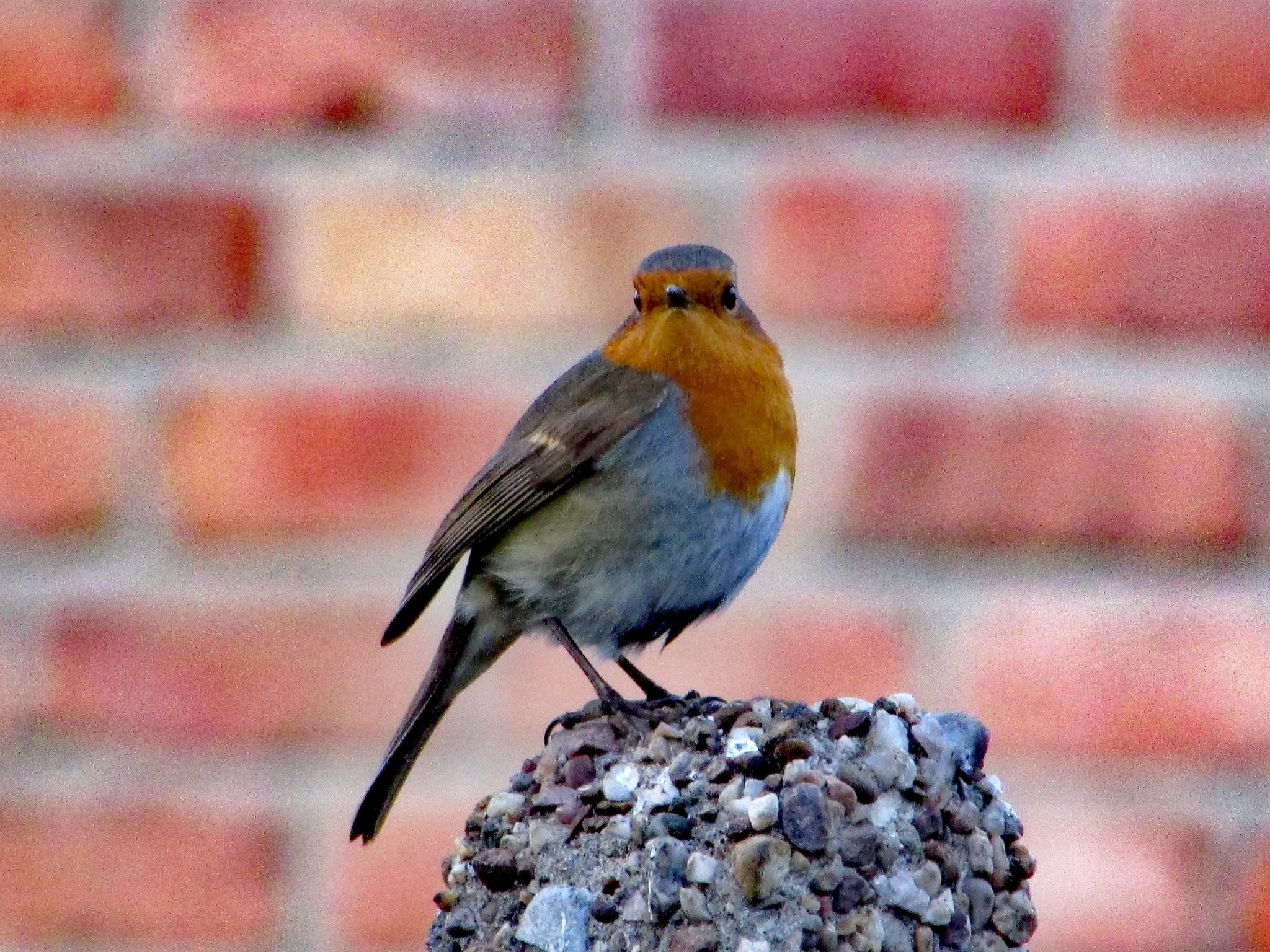 watching robin garden weather guide UK morning 