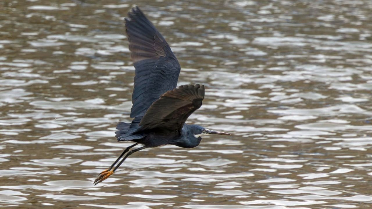 Western reef heron UK first record Wales 2026