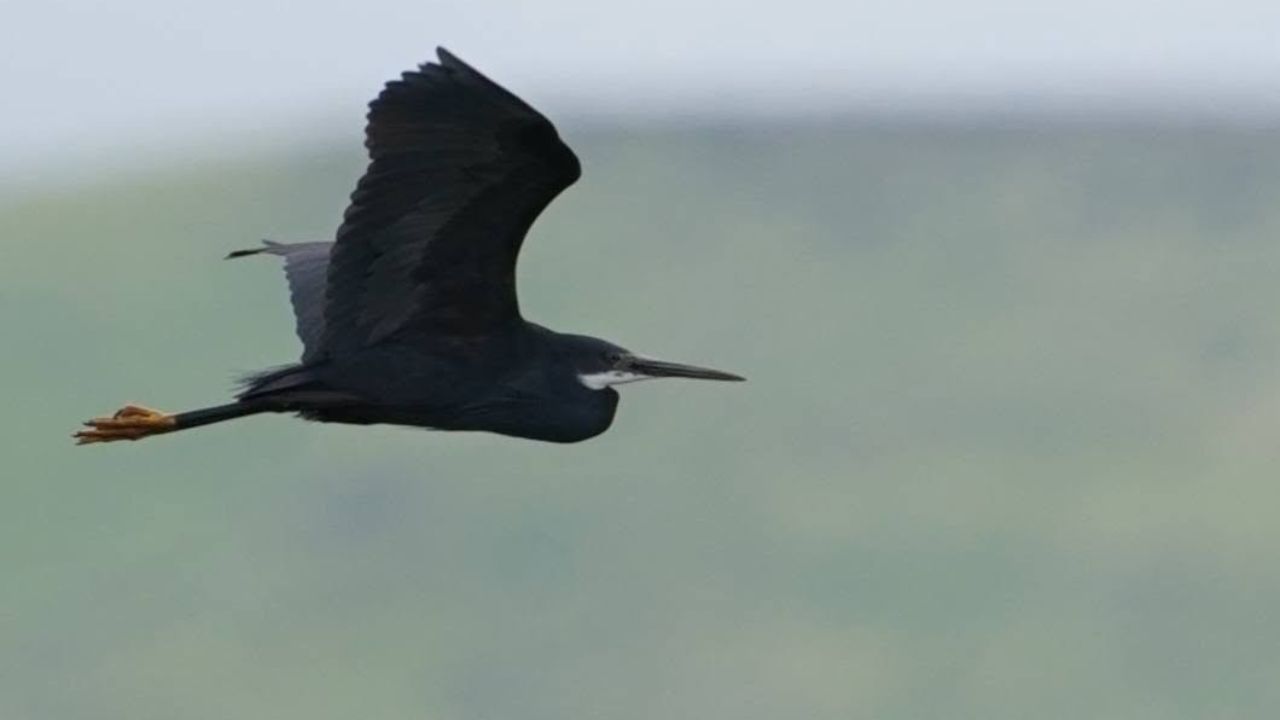 western reef heron dark morph Caernarfon Wales