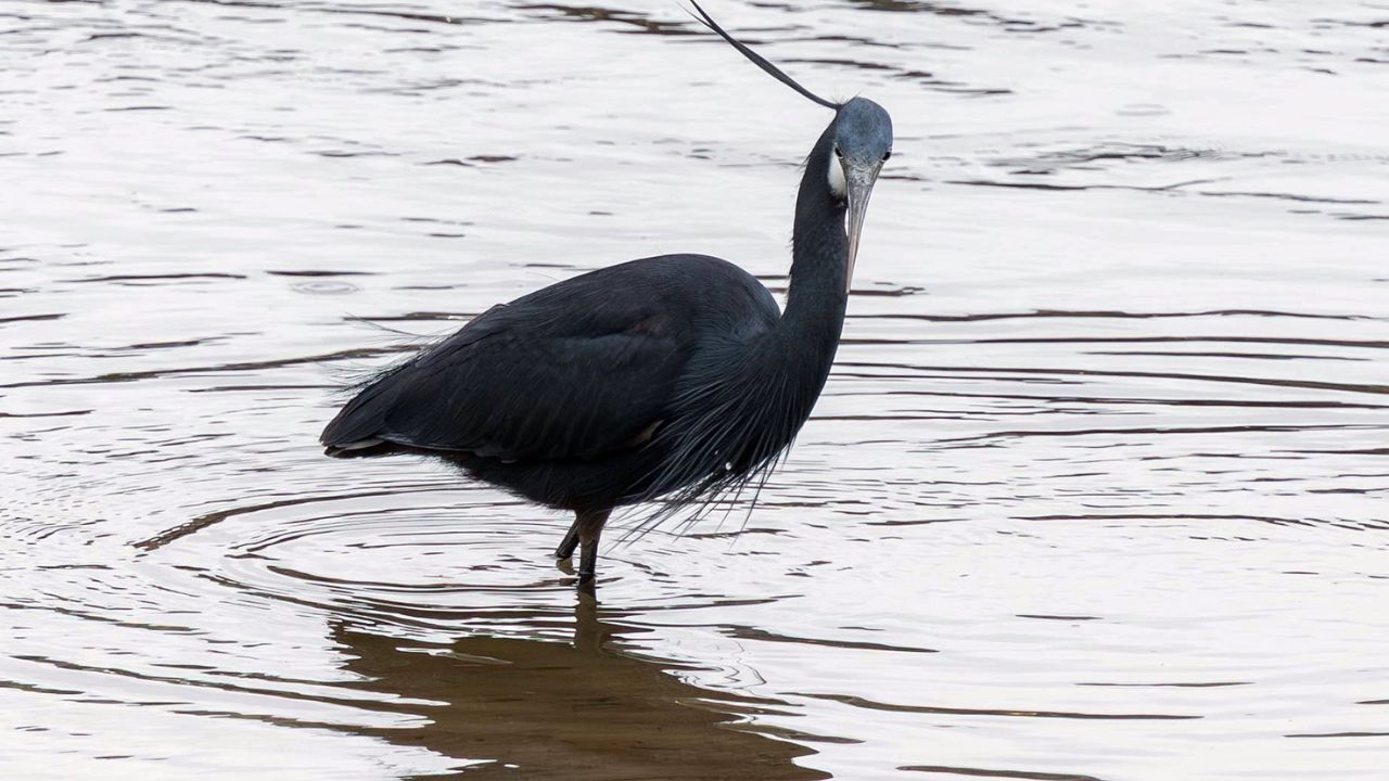 western reef heron rare bird UK Caernarfon