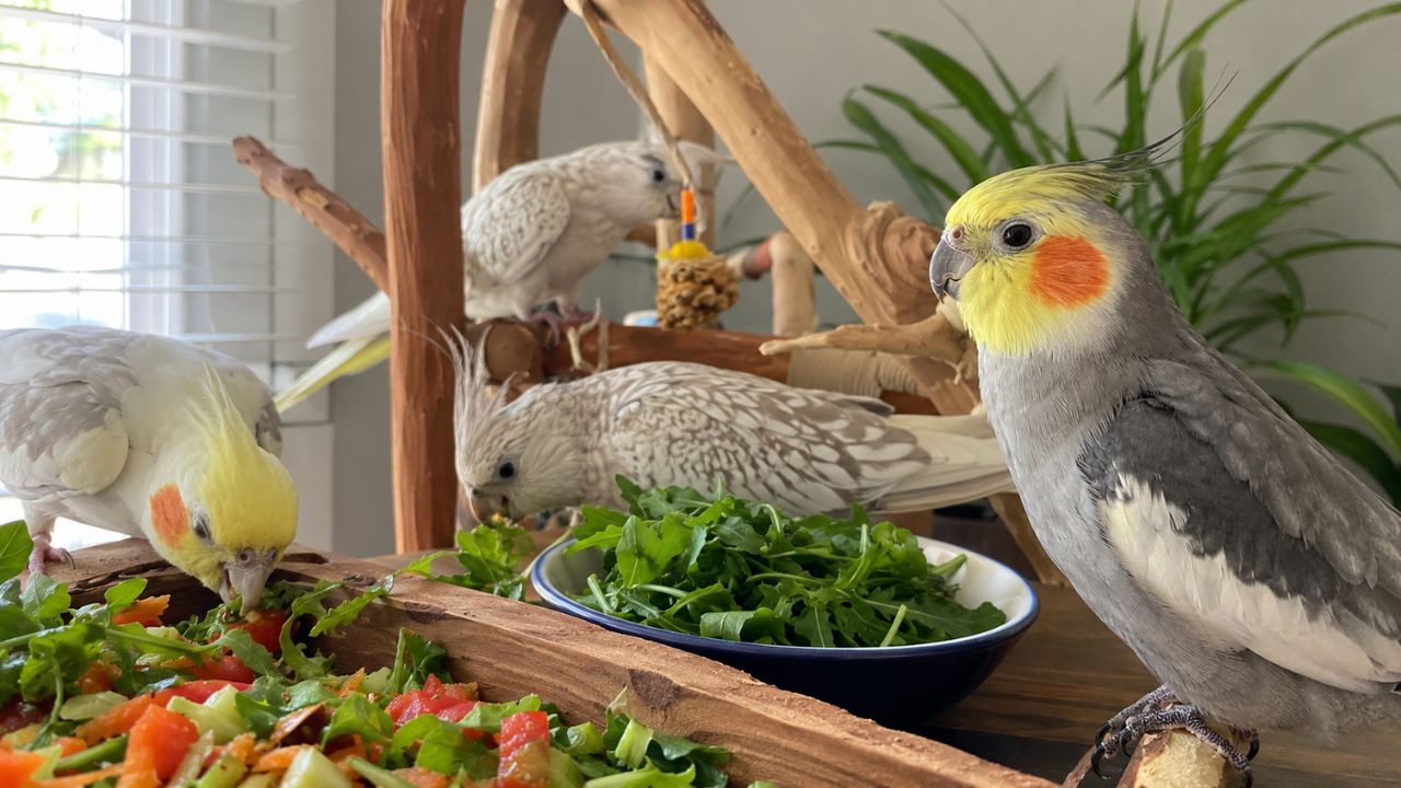 what can cockatiels eat safe and toxic foods