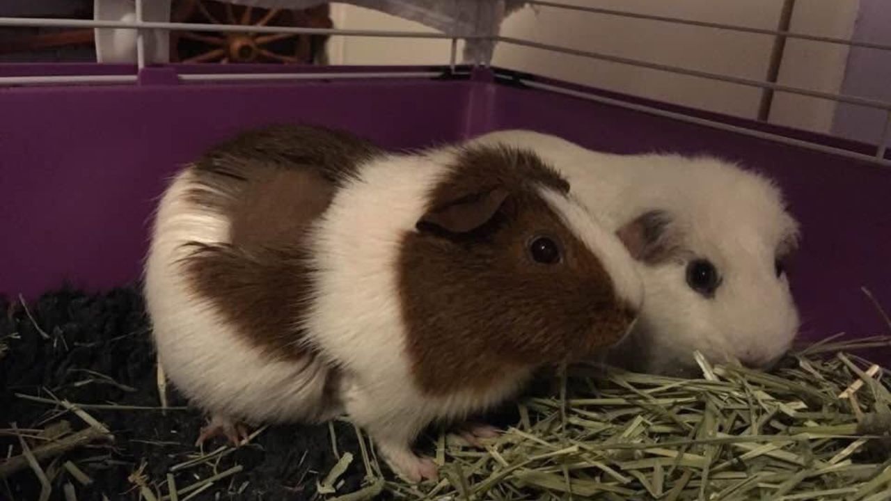 why do guinea pigs need companions UK welfare