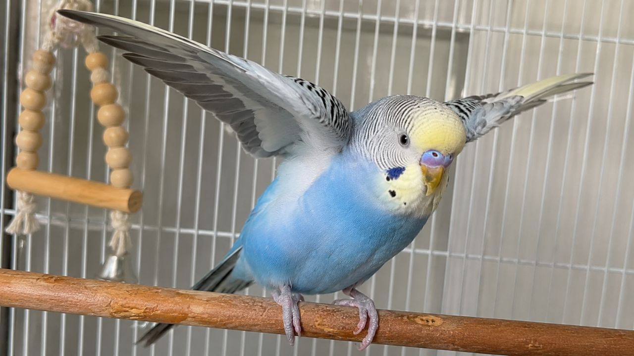 why does my budgie open its wings