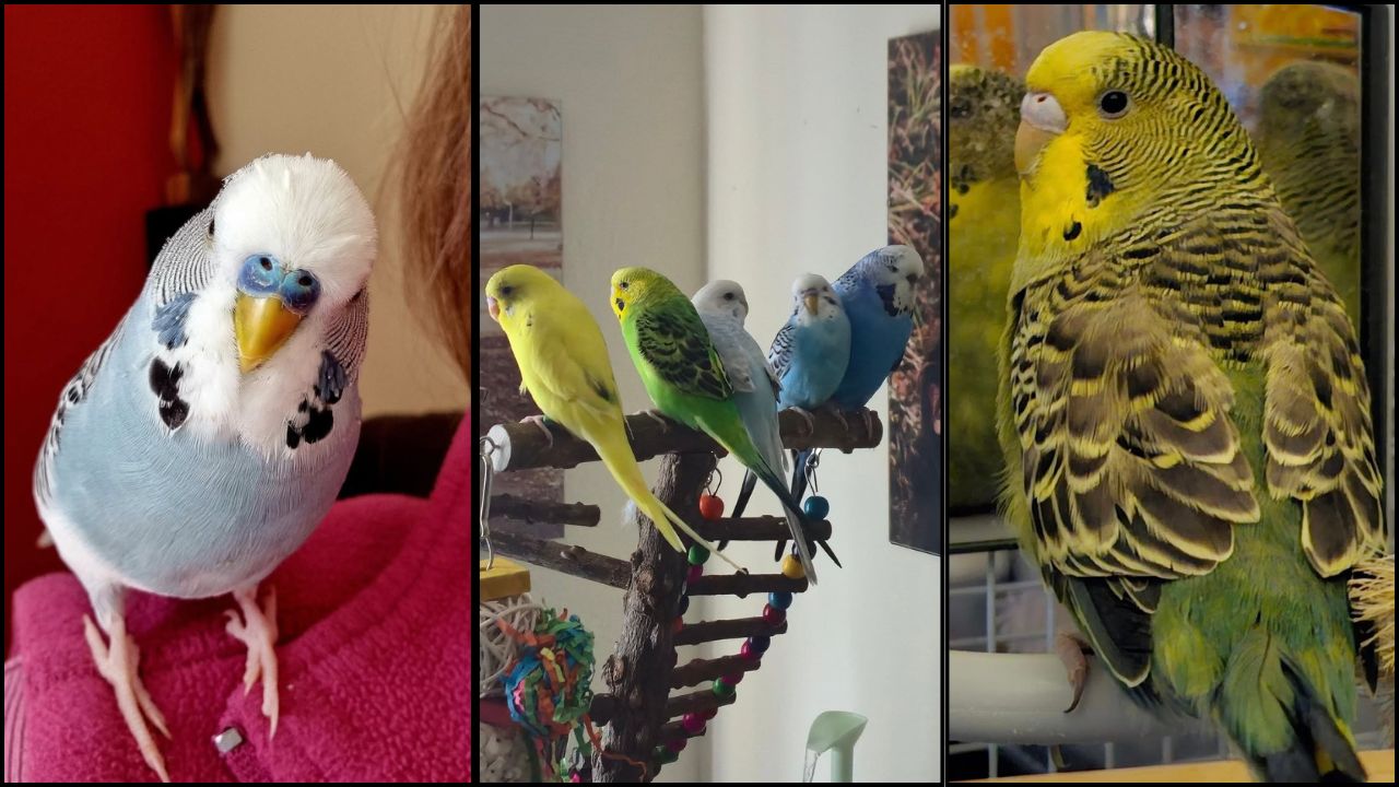 why does my budgie stick its tongue out UK