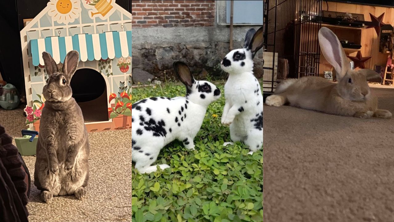 why does my rabbit thump its foot UK guide