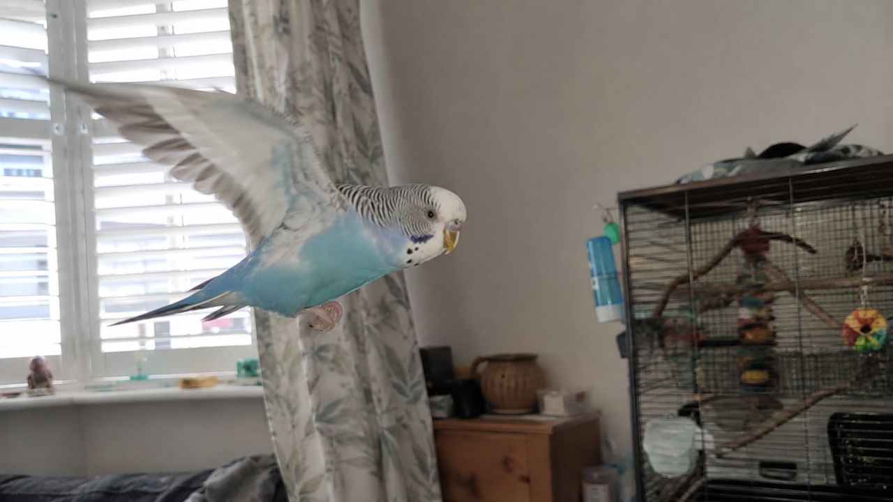 why is my budgie flying into things UK causes