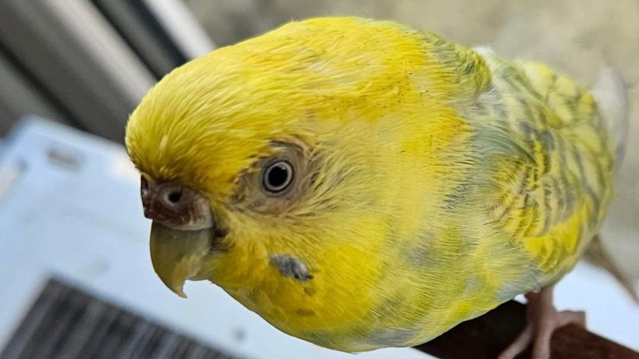 why is my budgie missing feathers UK bald patch