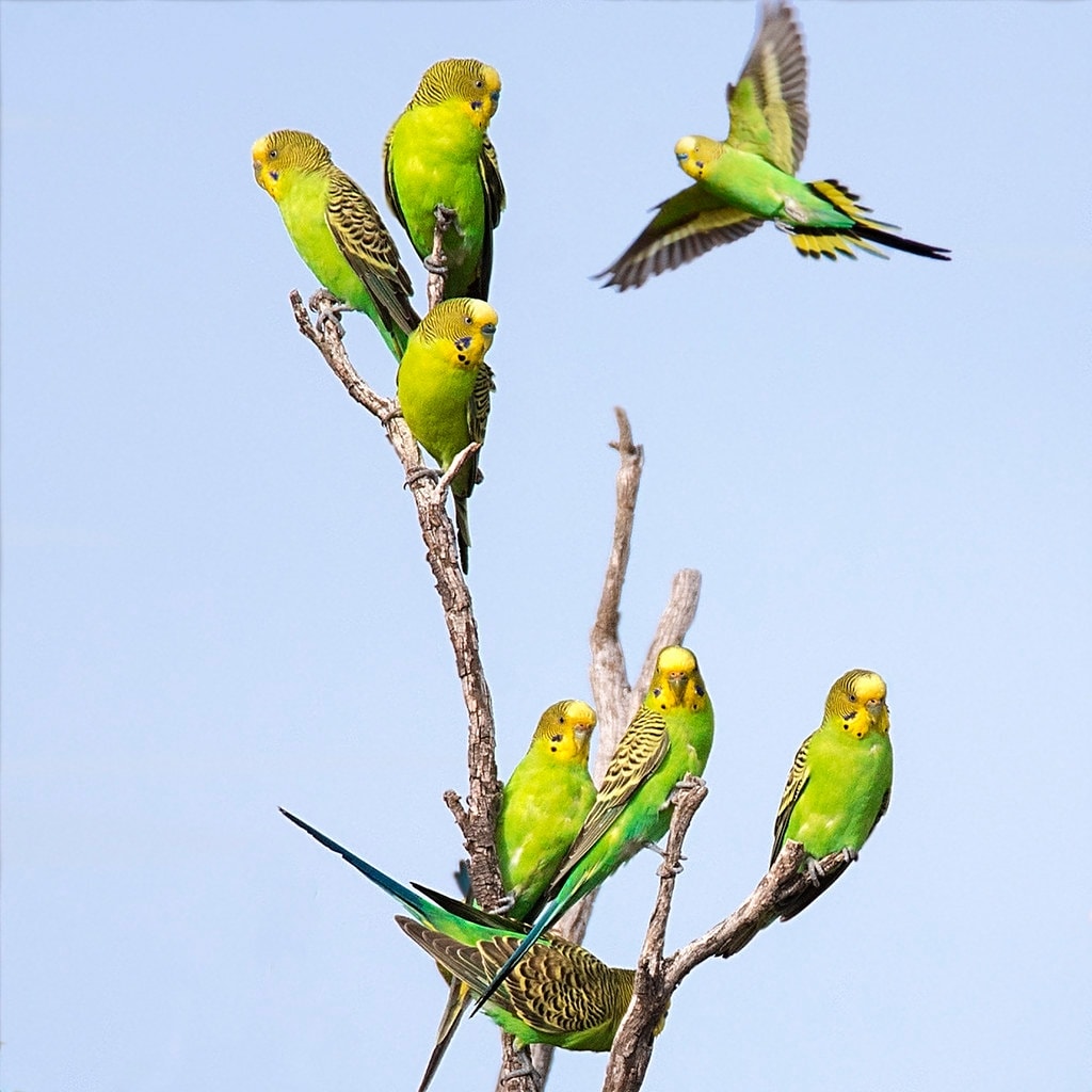 wild budgie lifespan Australia vs UK captive budgie.