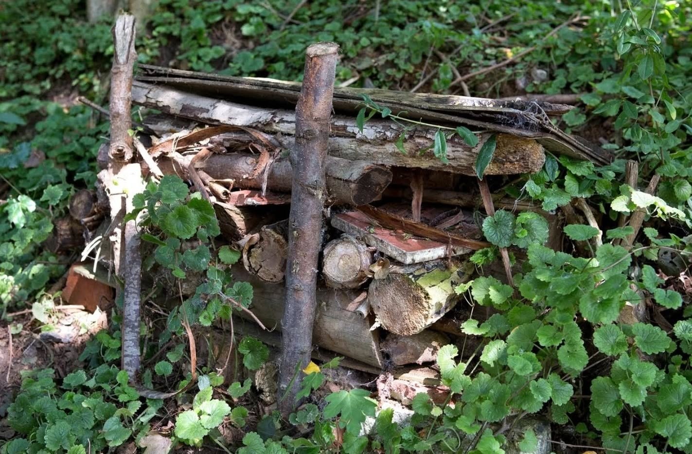 wildlife garden log pile ivy undergrowth wren habitat UK