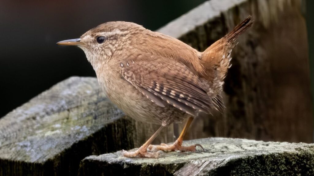 wren close up portrait UK garden chestnut brown cocked tail