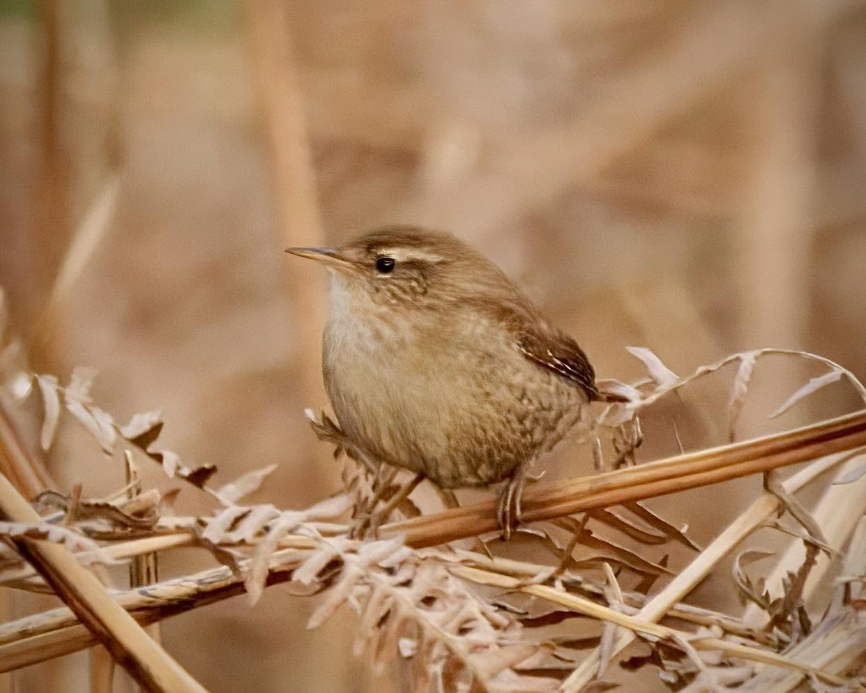 wren hiding in dense undergrowth UK garden hedge ivy 