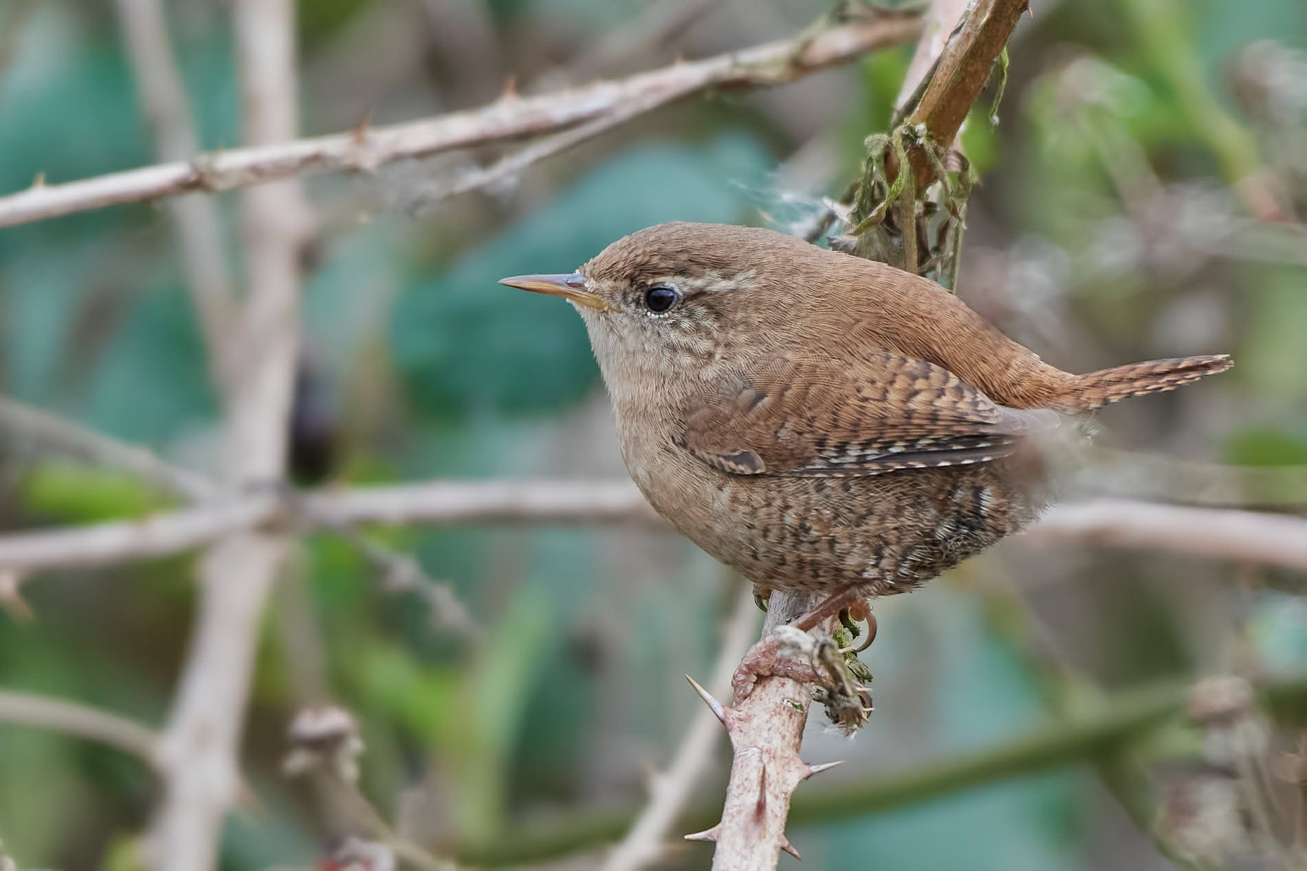 wren perched on branch UK garden most common breeding bird 