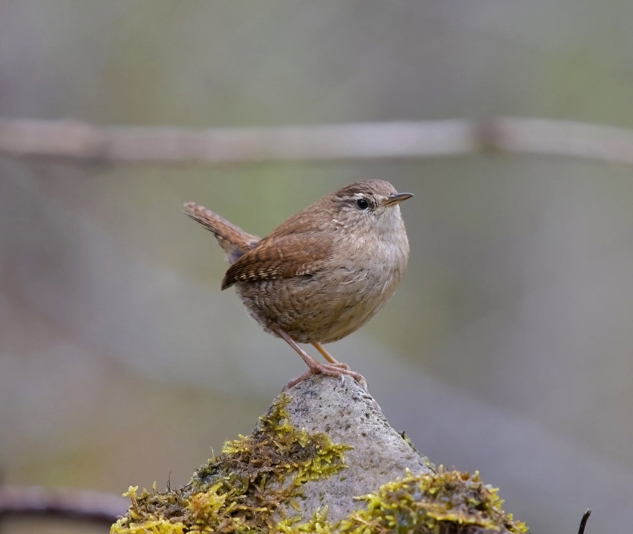 wren singing loudly from perch UK garden birdsong 