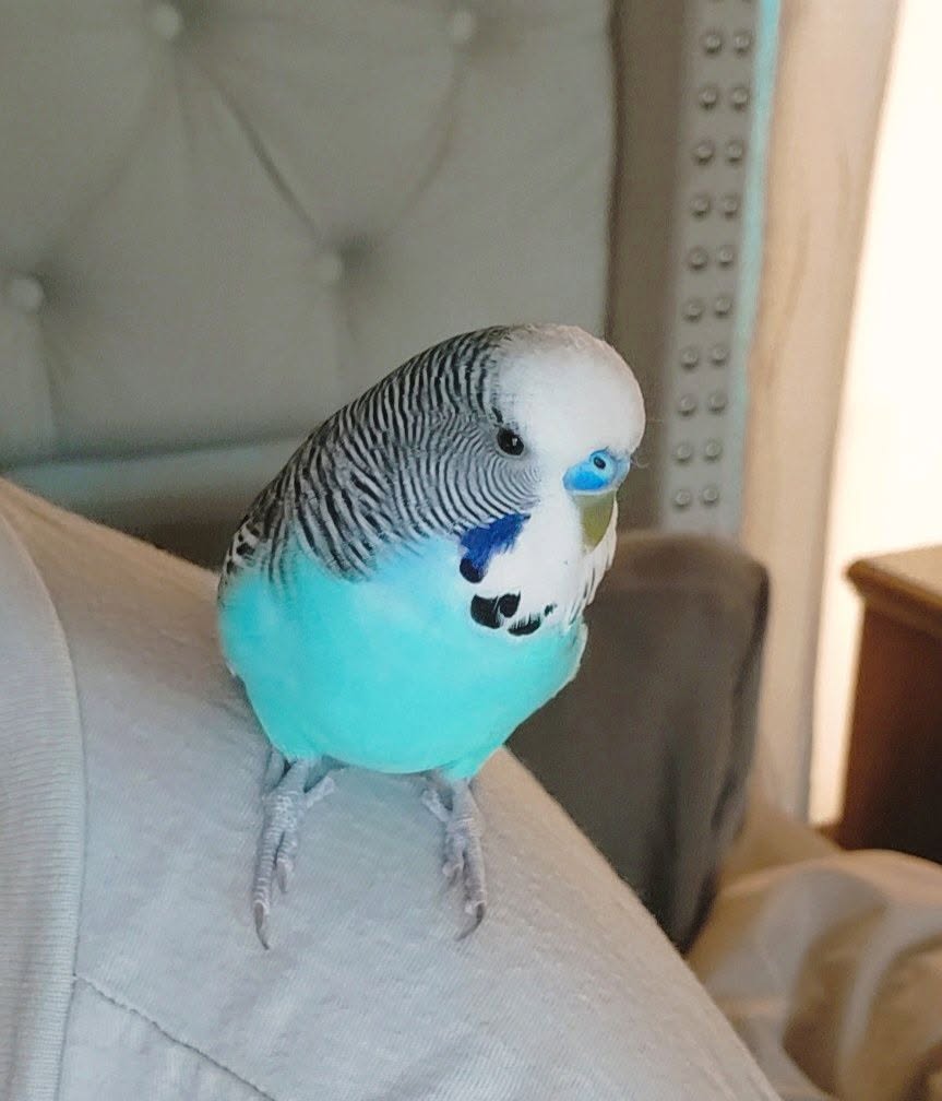 young budgie age signs cere eye ring UK 
