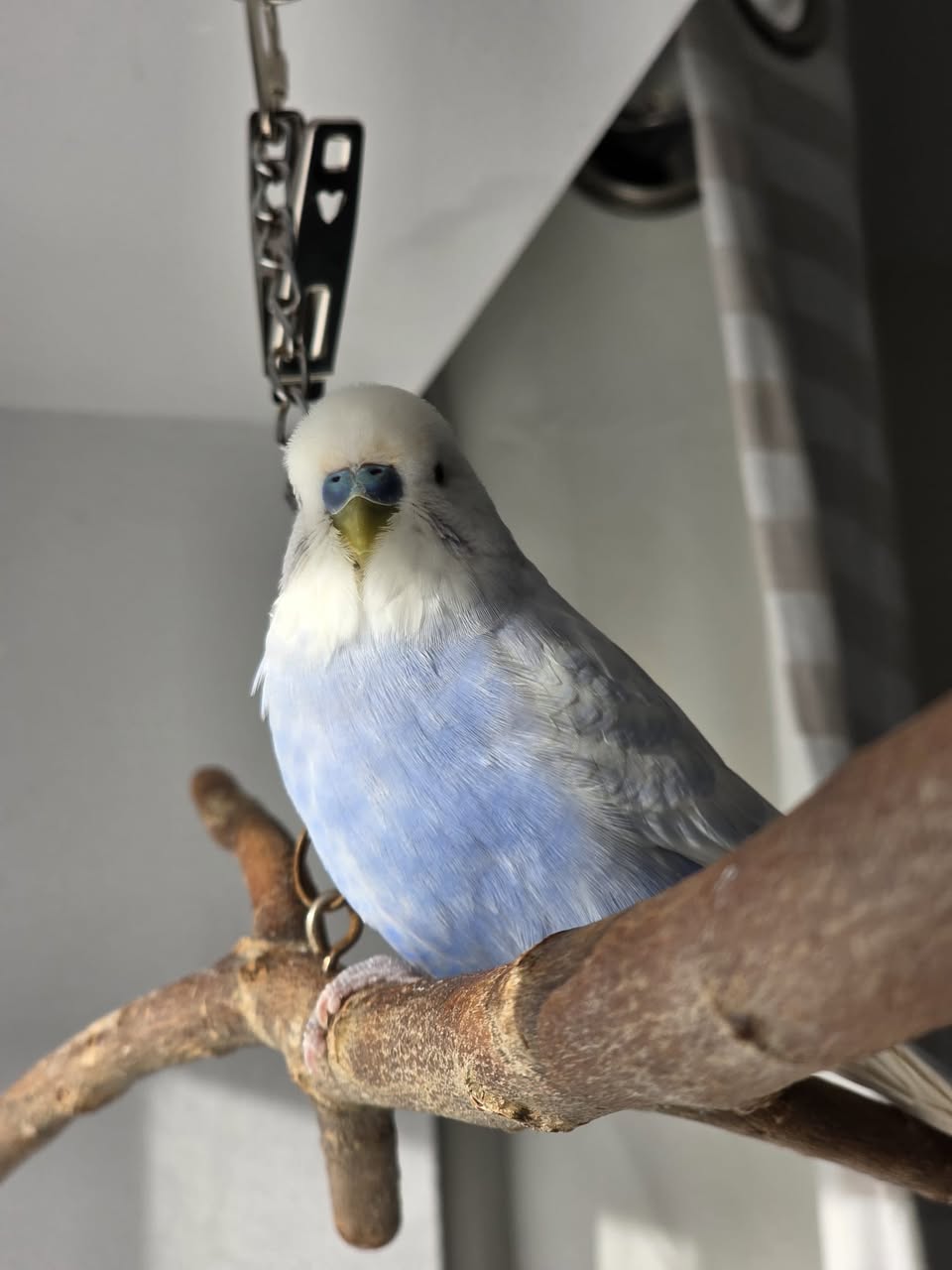 AI pet care advice cage bird UK risk unreliable