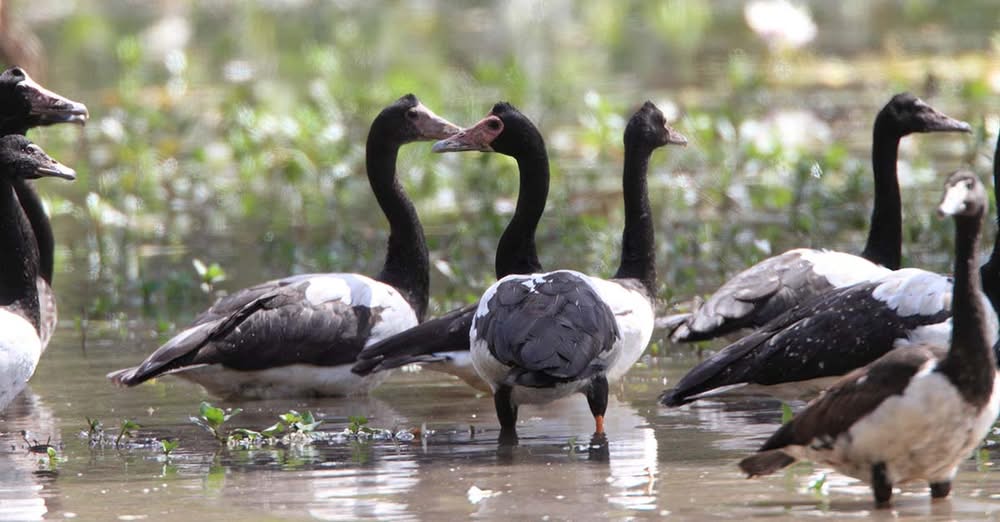 APHA bird flu guidance update June 2026 pet birds