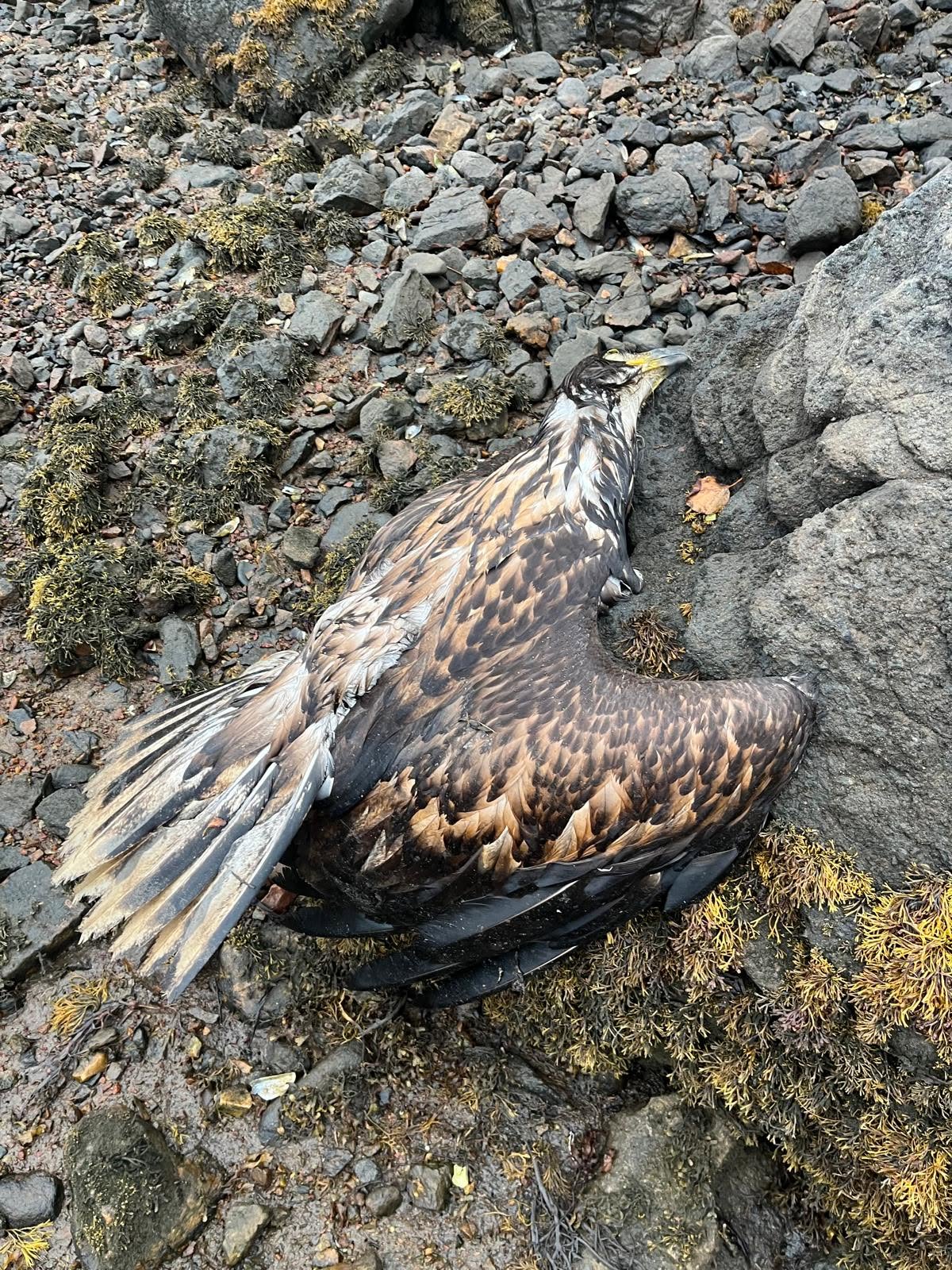 APHA wild bird surveillance data UK June 2026