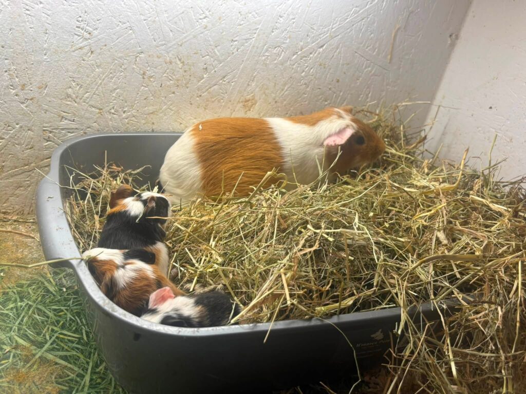 Adding Another PetGuinea pigs
