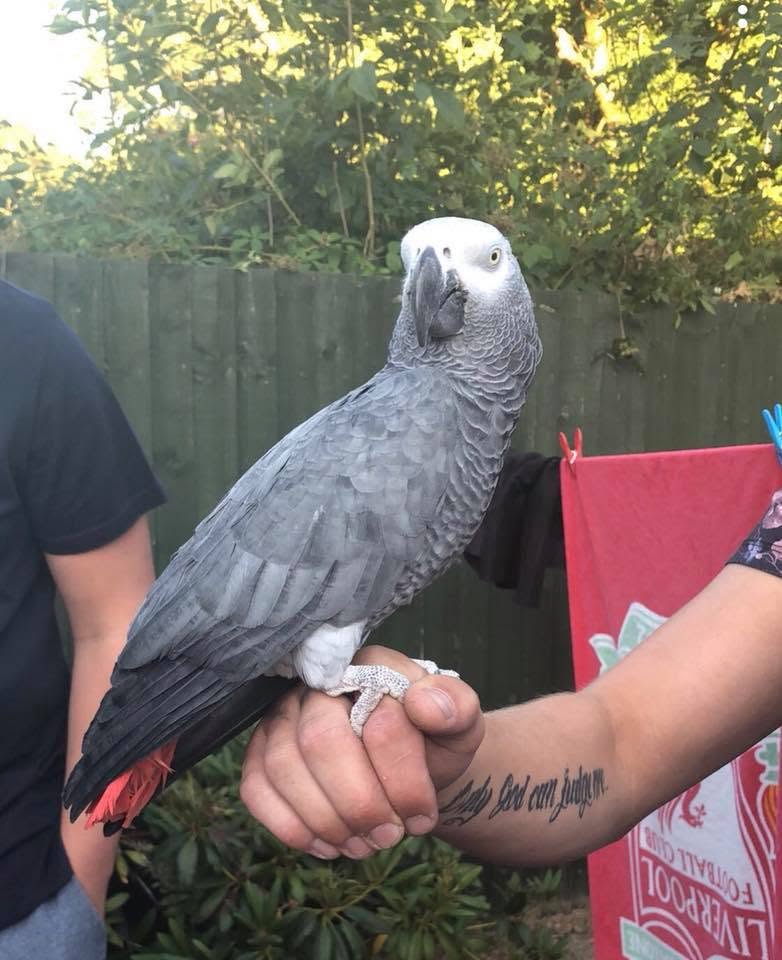 African grey parrot UK owner long lifespan commitment