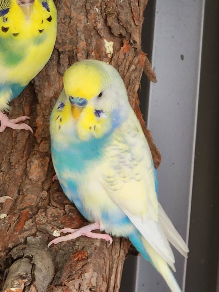 Five welfare needs for pet birds under animal welfare law