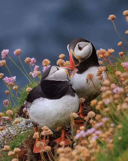 Atlantic puffin Lundy Island Devon breeding 2026
