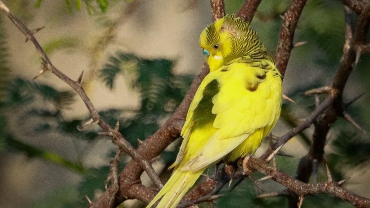 Australian birds adaptable budgies social needs UK
