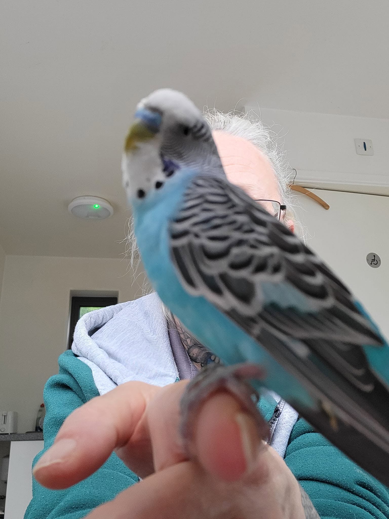 Avian vet examining budgie health check UK