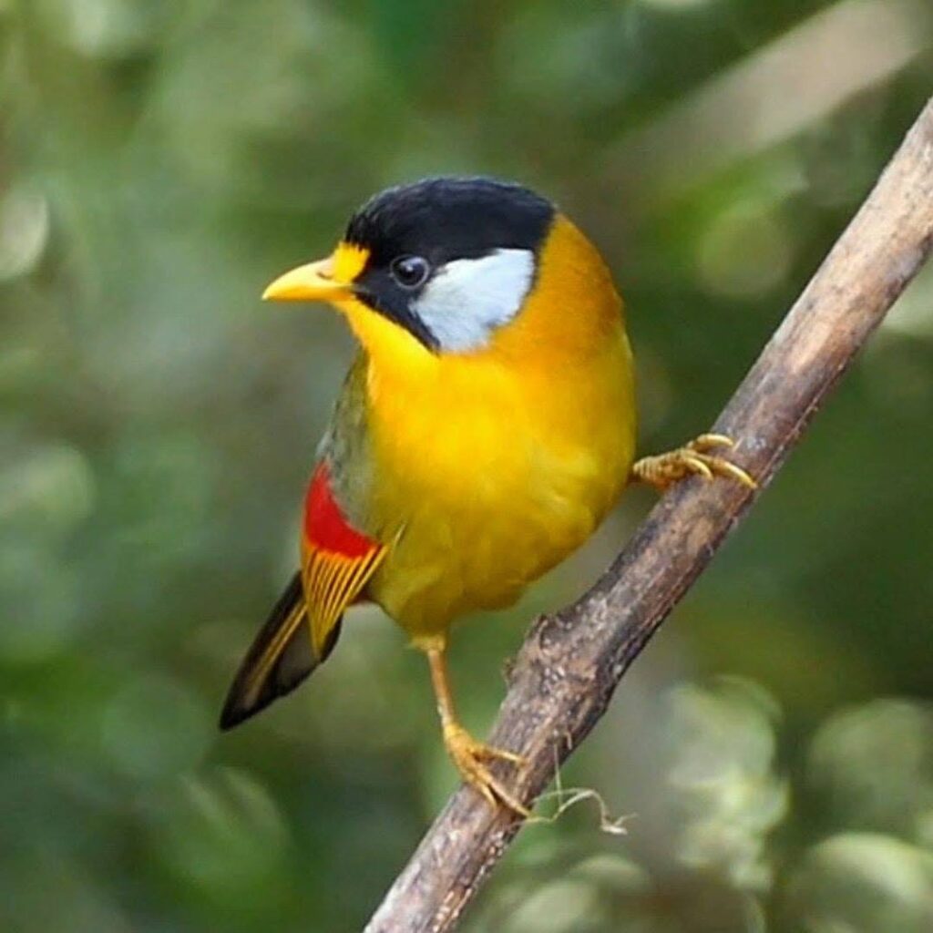 Avian welfare lawsuit and bird trade regulation in 2026